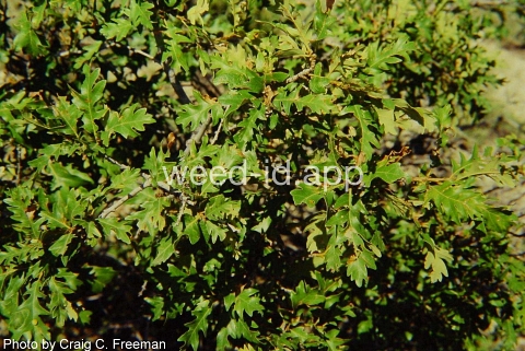 oak, Gambel's